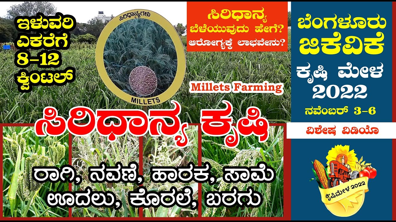 ರಾಗಿ ಎಕರೆಗೆ 11-12 ಕ್ವಿಂಟಲ್ ಇಳುವರಿ | #ಸಿರಿಧಾನ್ಯ ಕೃಷಿ ಸಂಪೂರ್ಣ ಮಾಹಿತಿ | #Millets Farming | Krishi Mela