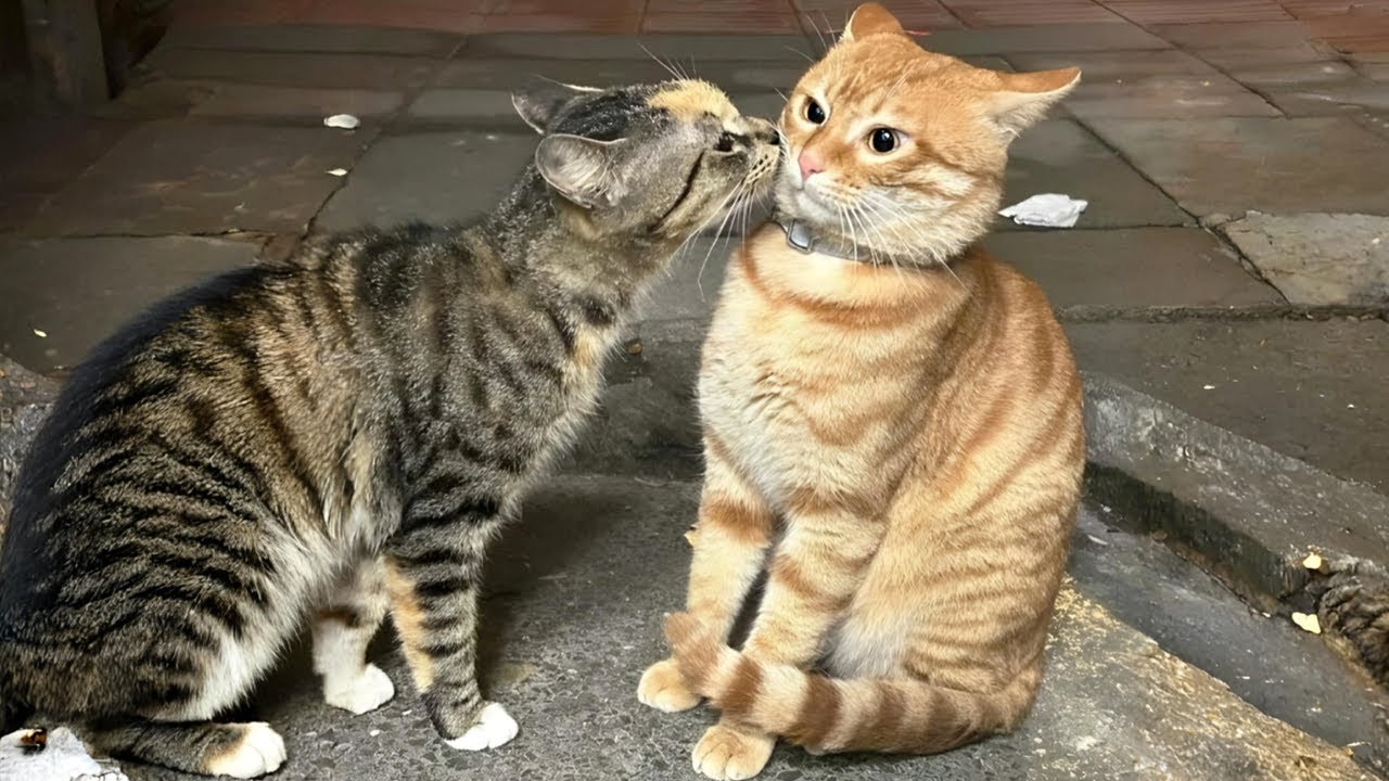 New Funniest Cats Clips 2026😼Try Not To Laugh😜 #55