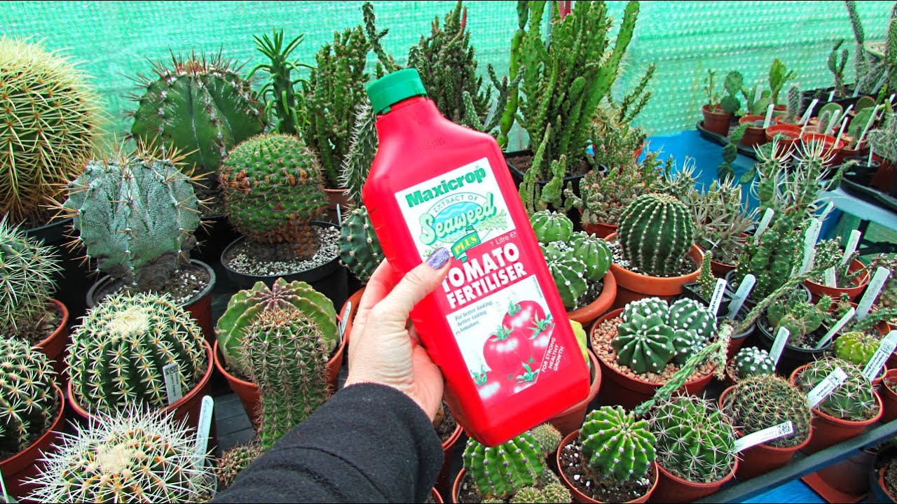 Why I like to fertilise my Cacti & Succulents with Tomato Feed