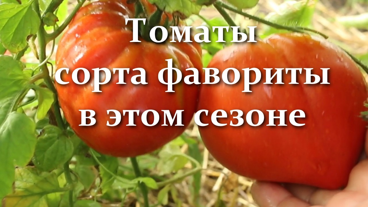 Сею на рассаду только эти томаты!  Сорта и гибриды томатов фавориты в этом сезоне