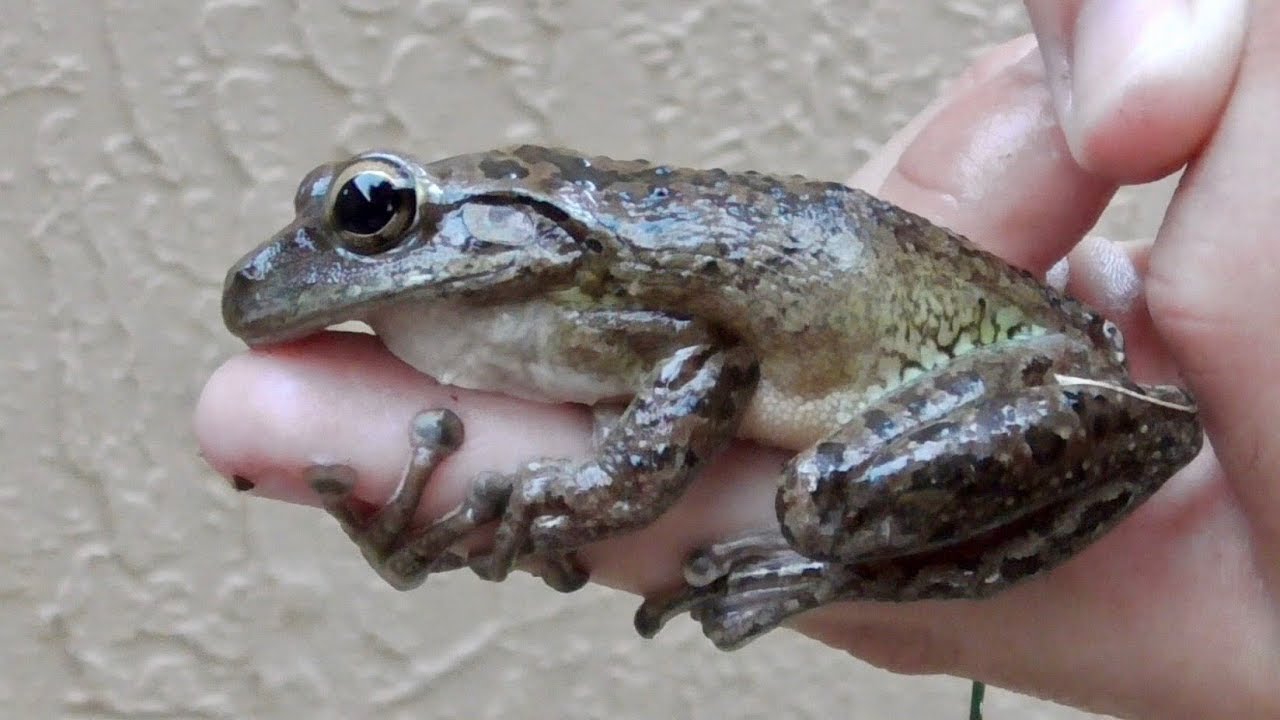 The hungry Cuban tree frog