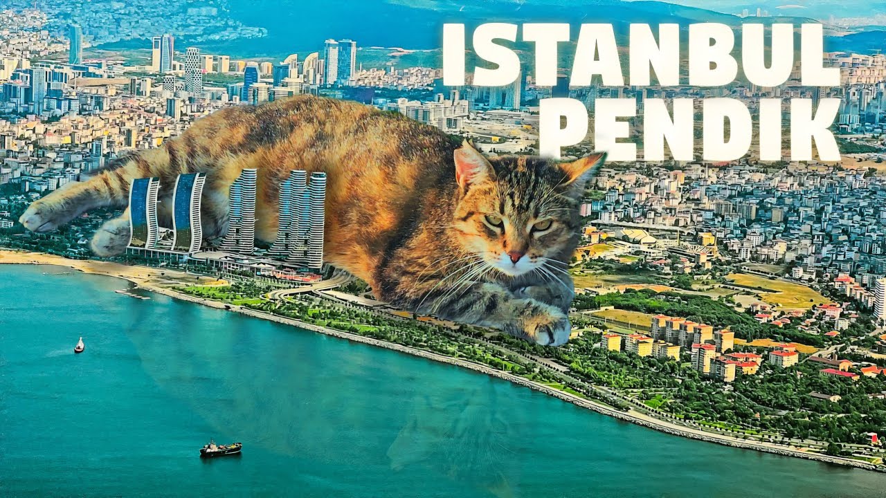 The Reality of Pendik Istanbul ✨ Cats Kingdom of Peace 🕌