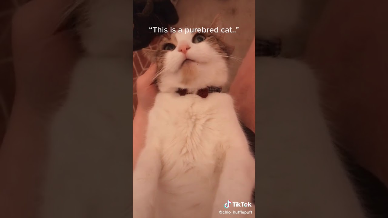 Difference between with purebred car and inbred cat