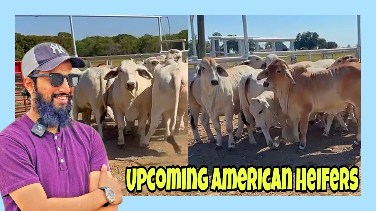 Showcasing Upcoming Selected Heifers | Vitagene and KCF Expand Its Brahman Program | AR Maani