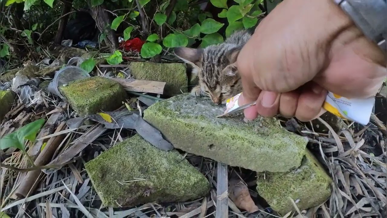 Si anak kucing ini ngomel gak jelas lucu banget 😊