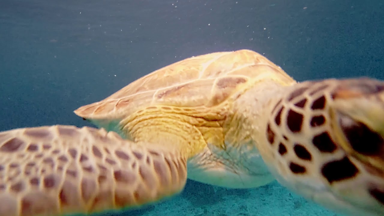 Shore Diving in Bonaire, Small Wall Reef, 4K