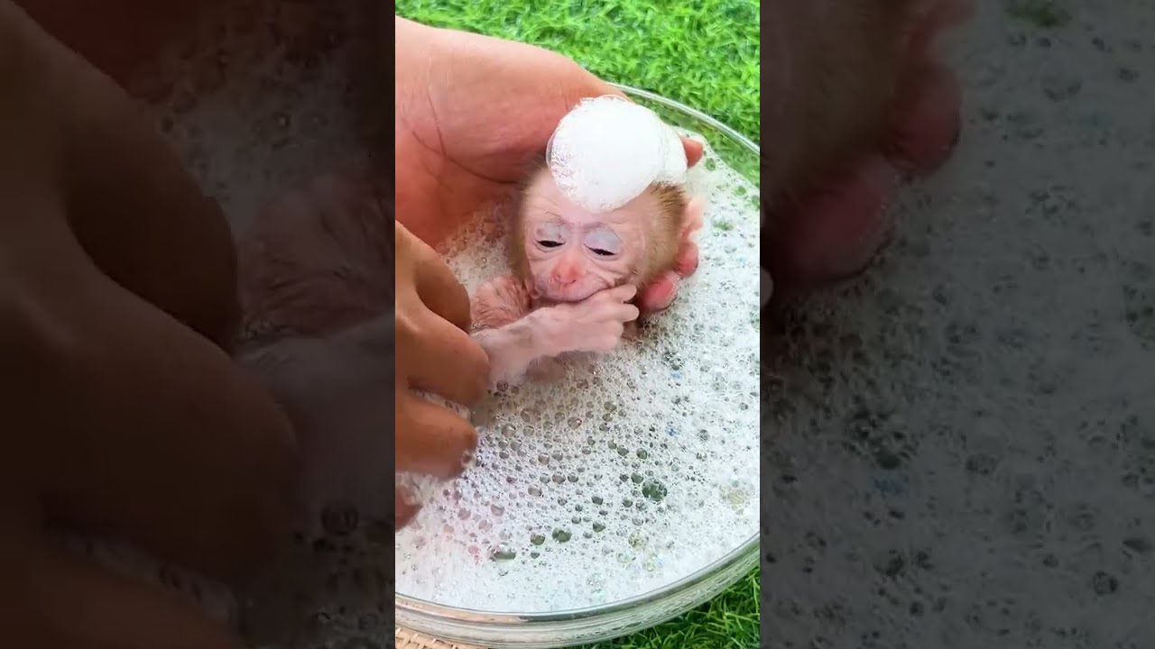 Adorable Baby Monkey Bath Time | Cutest Little Monkey Taking a Relaxing Bath 🐵💦🛁🥰