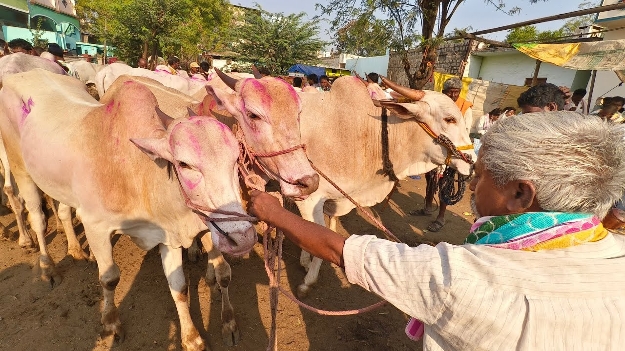 ఏమ్మిగనూరు సంతలో పాలపళ్ళు కిలారి కోడెల రేట్లు చూడండి_08/03/2026