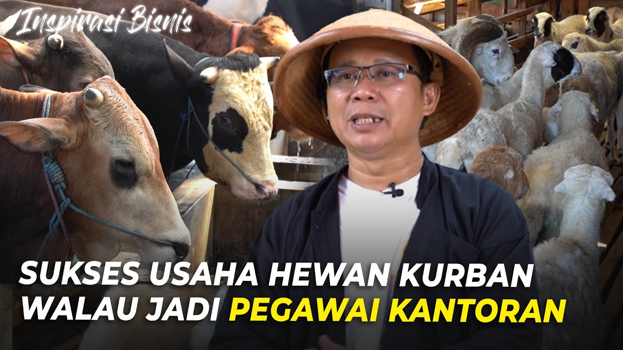Trik Gumilang Farm Sukses Dari Penggemukan Sapi