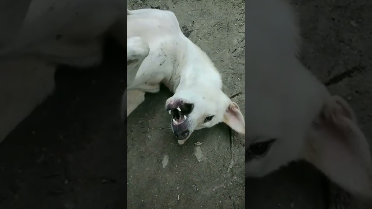 #subed #shorts New fany#video🐕&zwj;🦺✅