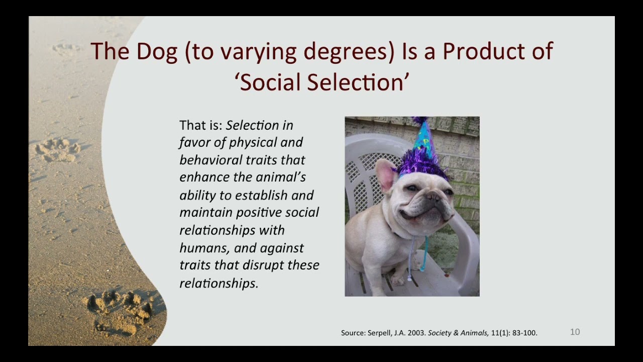 The Influence of Owner/Handler Personality on the Behavior of Dogs. Lecture by James Serpell 2014.