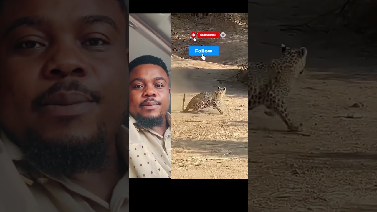 Leopard vs poor dog 😂😂#animals #wildlife #viral #explore #fyp #foryou #nature #trending #reaction