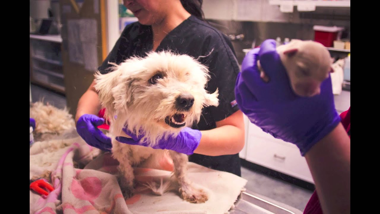 Marley's Story: How one rescue dog became two miracles.
