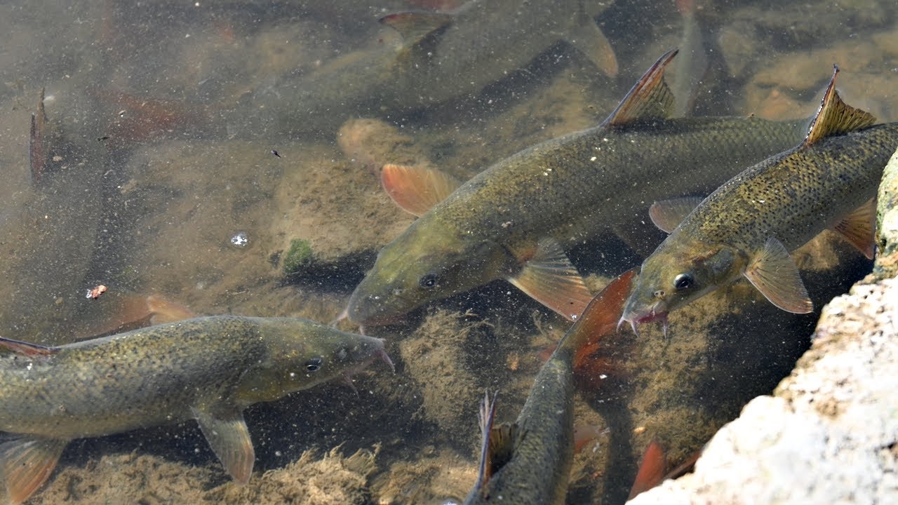 РИБОЛОВ на РЕКА с ПЛУВКА и УИП -хванах КАРАКУДИ, МРЕНИ, СКОБАРИ и МОРУНАЖИ-Pole Fishing On The River