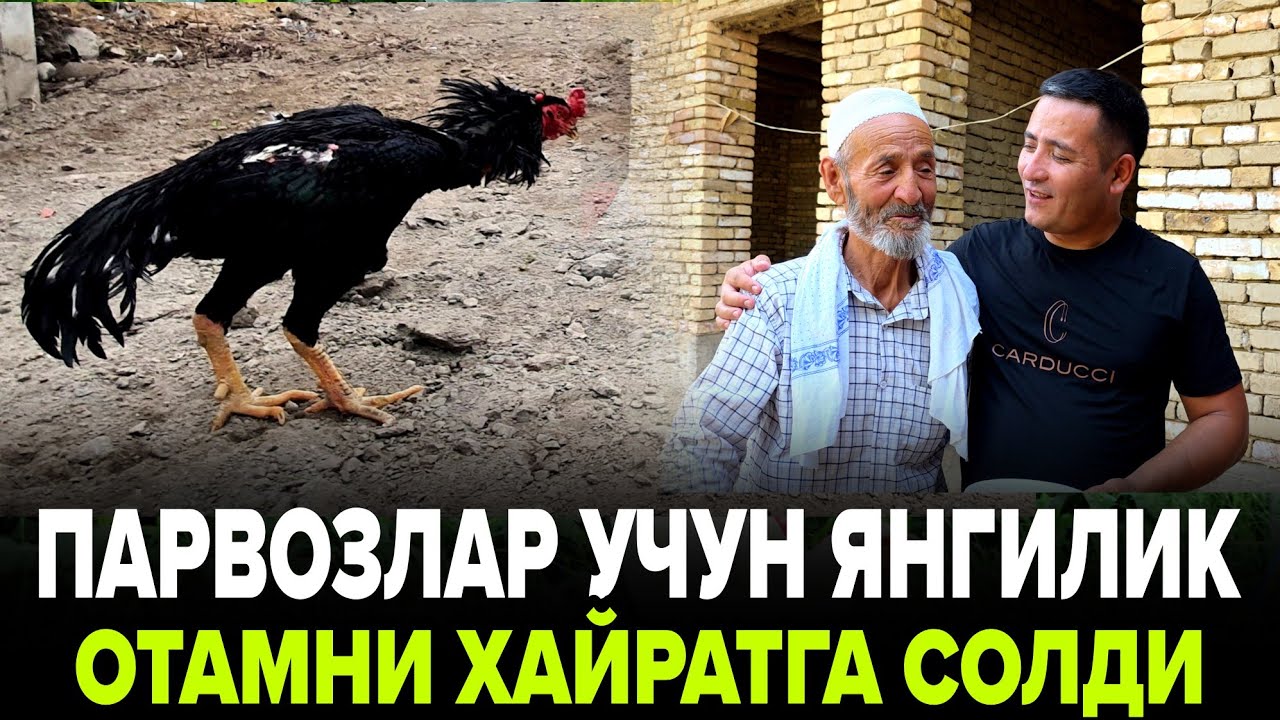 ХОНАДОНИМГА ЯНГИ ДАКАН ЖУЖАЛАР КЕЛДИ... ЭНГ УДАР ДАКАН ЗОТЛАРИДАН КУРИНГ.  ПАРВОЗ ИШКИБОЗЛАРИ..