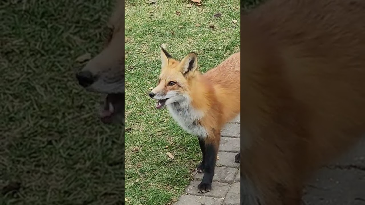 Foxes like peanuts too!