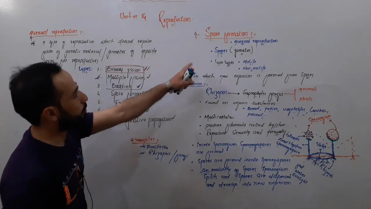Spore formation | Methods of Asexual Reproduction | Class 10th Biology | Up teaching Academy