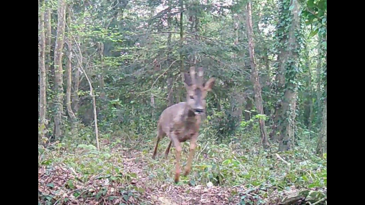 L'activit&eacute; de la faune locale jour apr&egrave;s jour