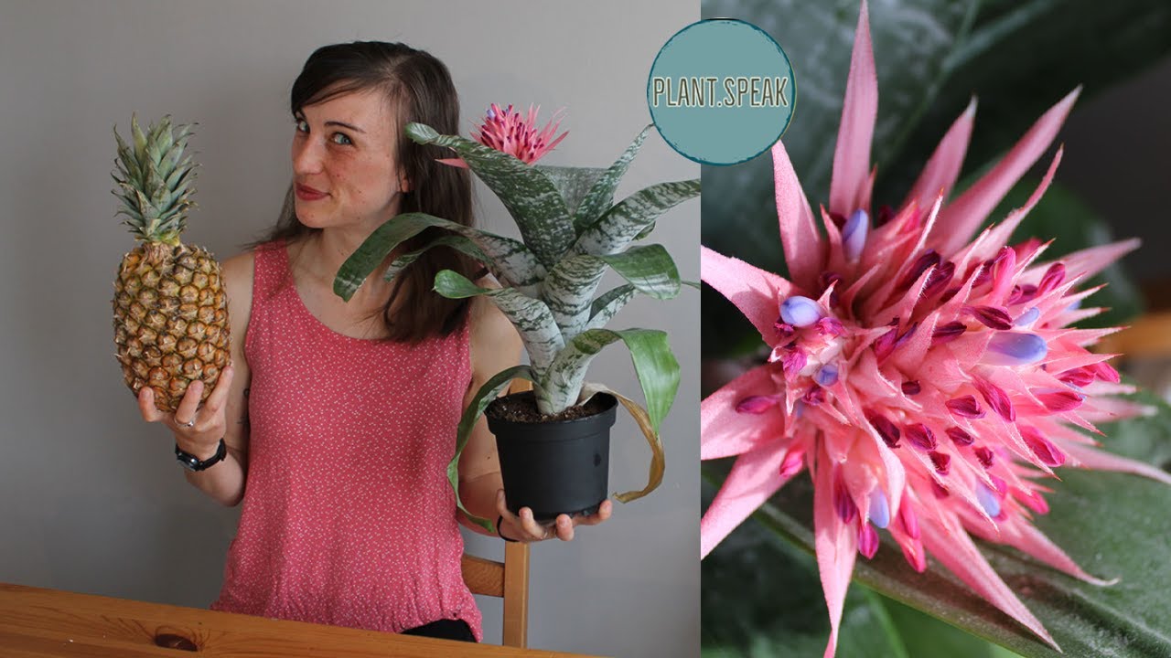 BROMELIAD -easy houseplant/Aechmea fasciata/tips and tricks/propagating pups/growing