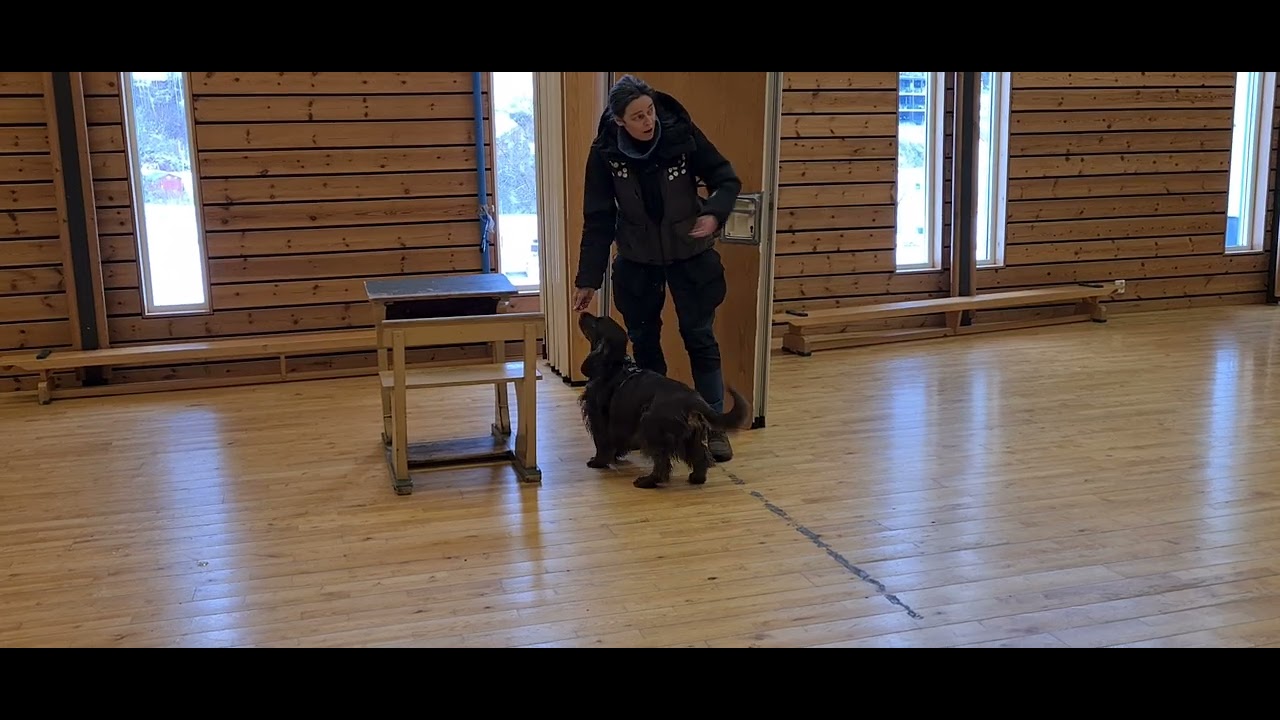 Hippi i digert rom, 3 funn. Ukjent antal for førar