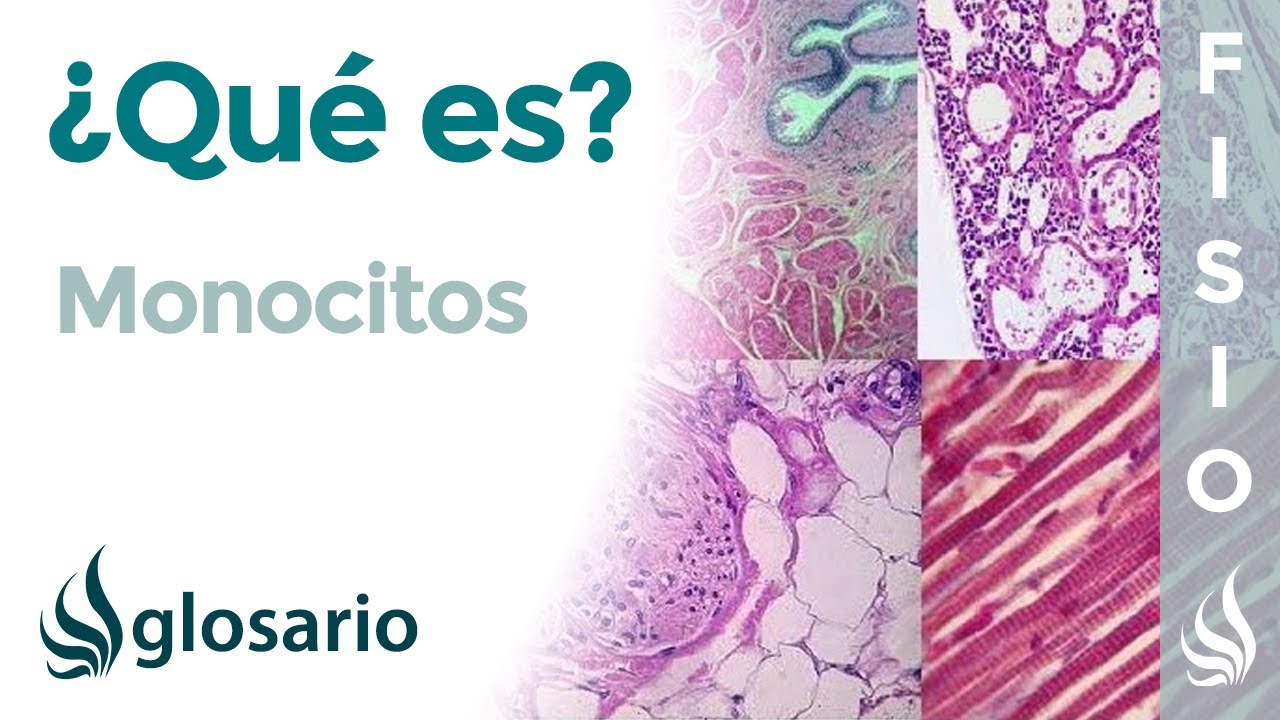 MONOCITOS | Qué son, cómo se forman, función, mecanismos que los alteran y enfermedades