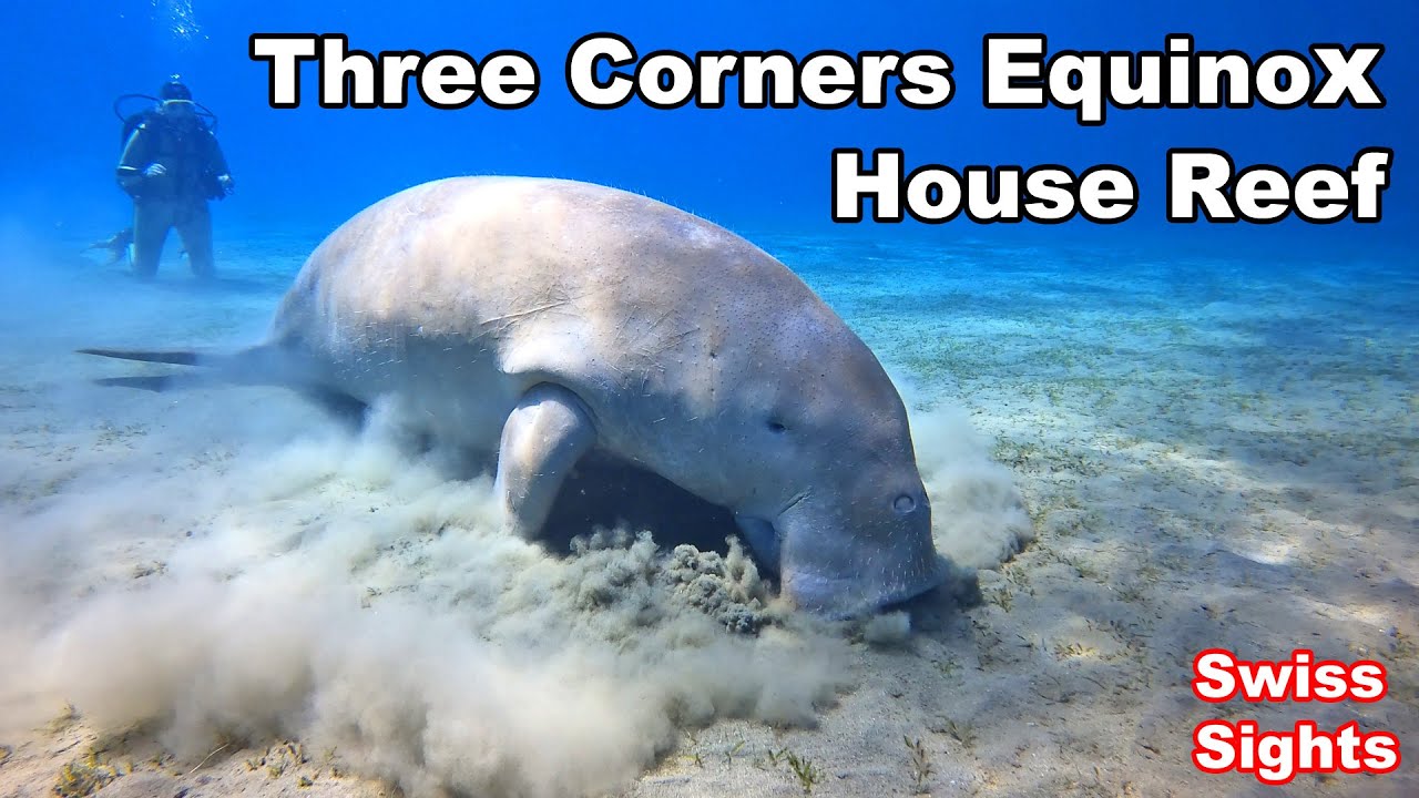 Three Corners Equinox House Reef Marsa Alam 4K