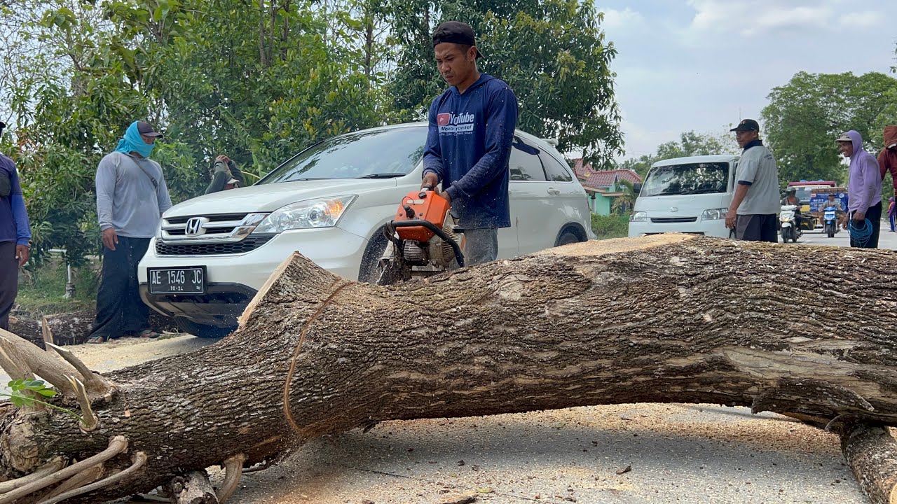 Cut down 2 trees beside the road, Stihl 070 chainsaw.
