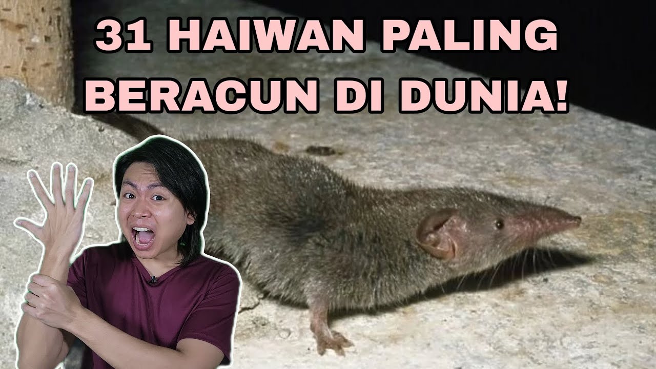 31 Haiwan Paling Beracun Di Dunia!
