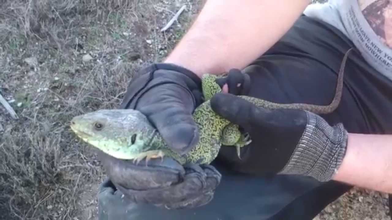 Lagarto ocelado (Timon lepidus). El lagarto más grande de Europa. GONZALO.