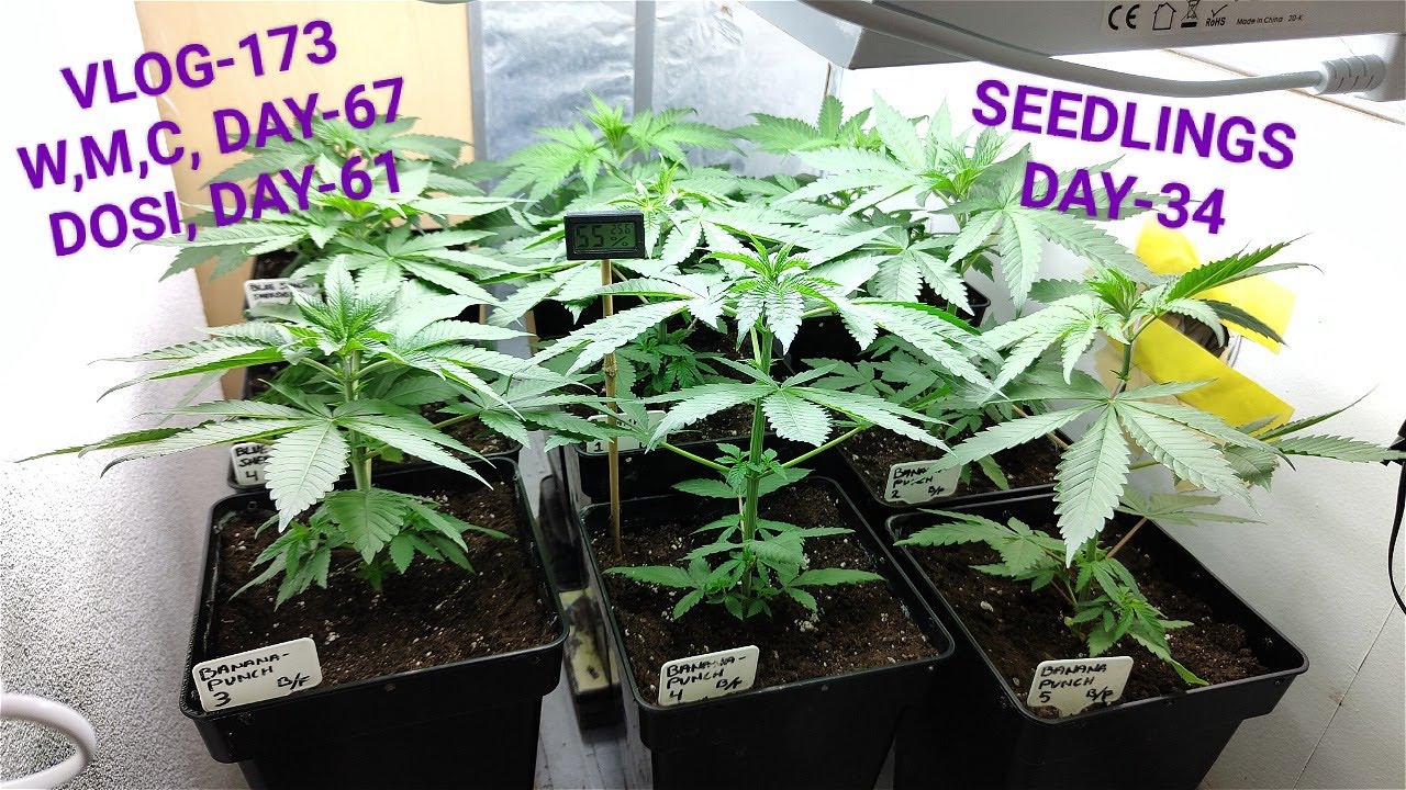 Blue Sunset Sherbert The  Banana Punch, And Harvest The Water Melon Candy, Vlog NR 173