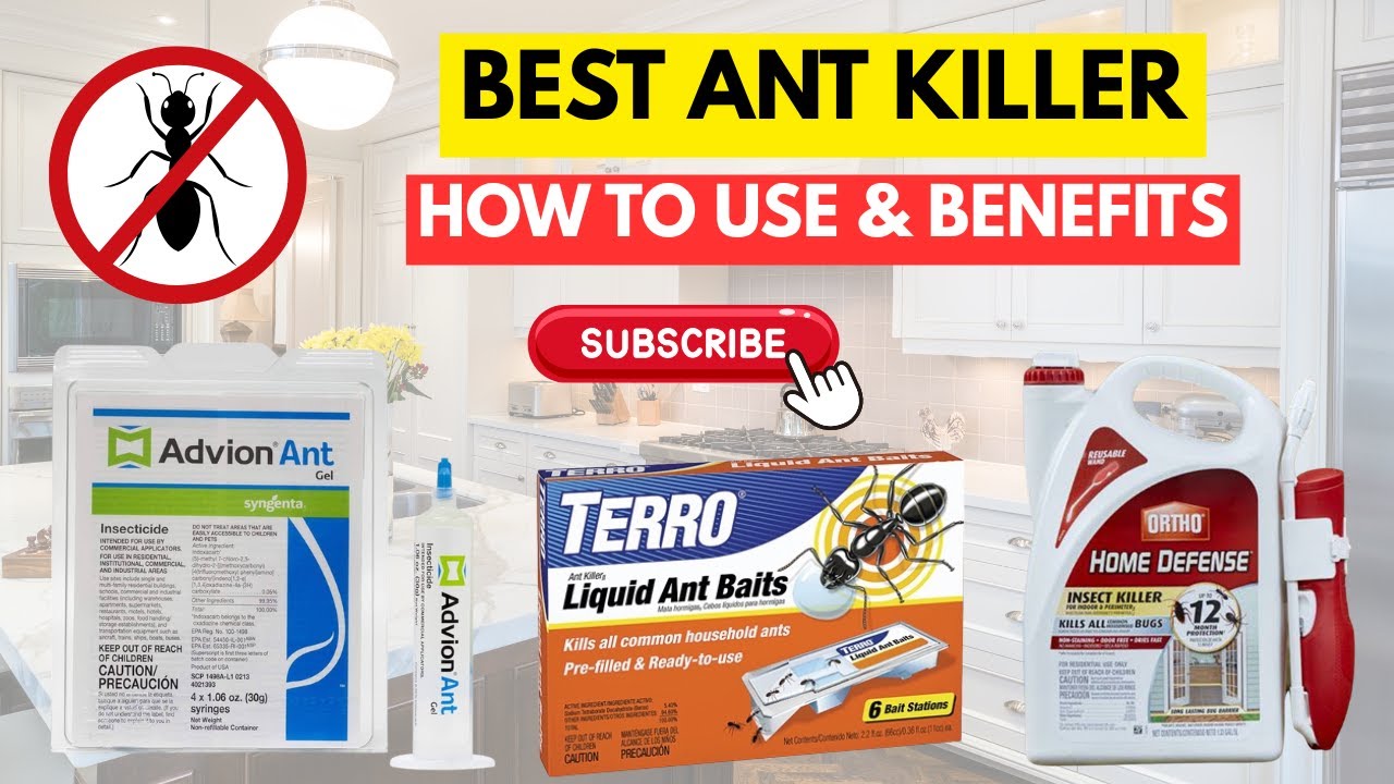 The Best Ant Killers Tested! | Real Results Inside