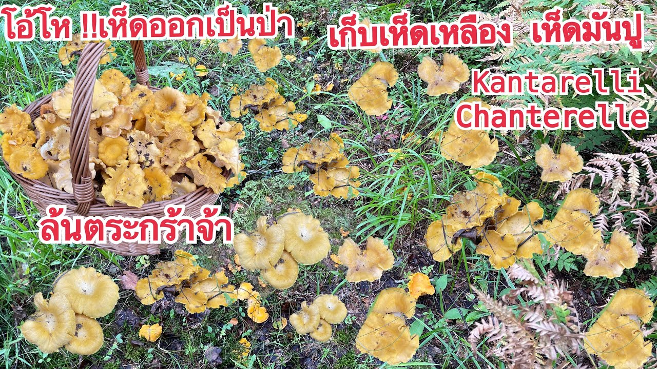 🍄เห็ดเหลือง เก็บเห็ดมันปูป่านี้มันส์มือมาก ออกเป็นป่า