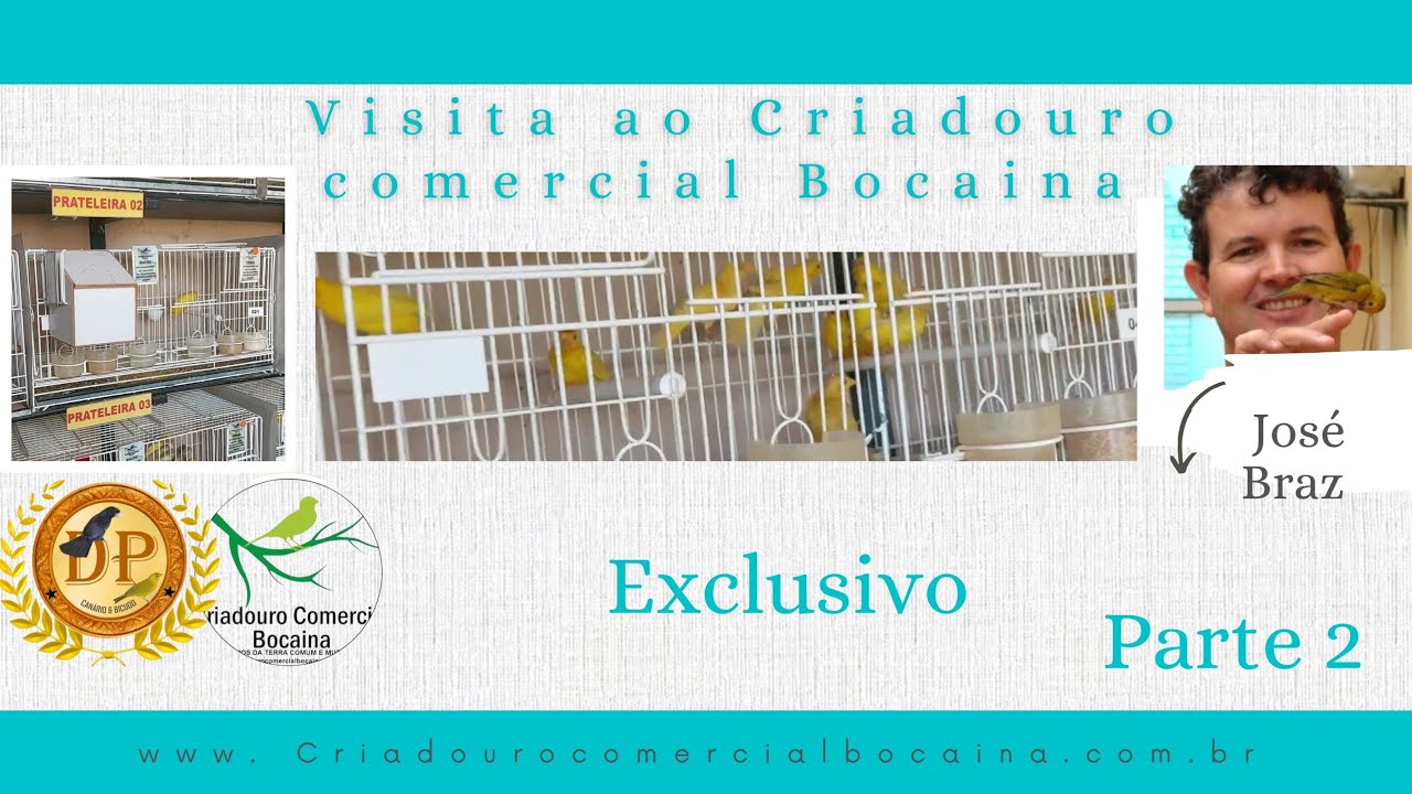 Maior criatório de canário da terra do Brasil. Parte 2 #canário