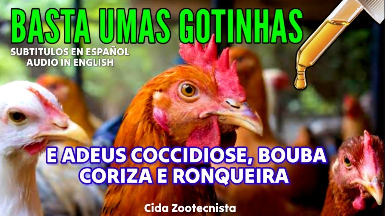 BASTA UMAS GOTINHAS. PREVINE COCCIDIOSE,  CORIZA, BOUBA E RONQUEIRA
