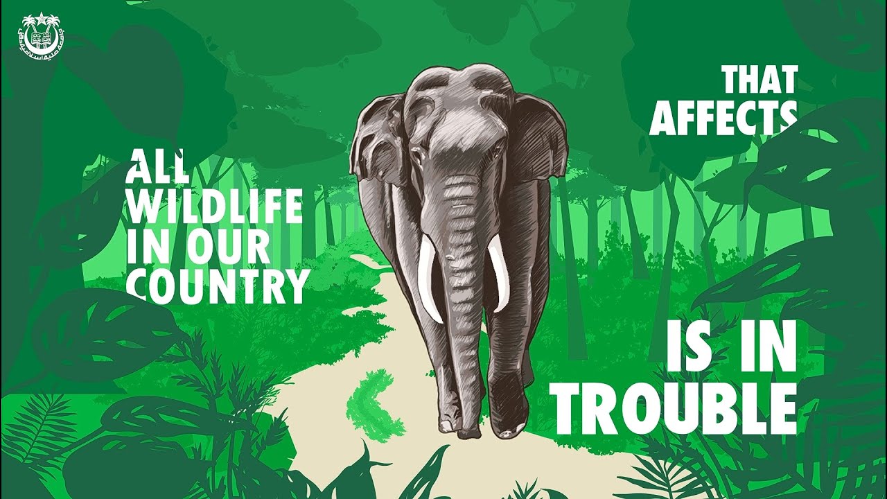Elephas Maximus an Endangered Species in India.