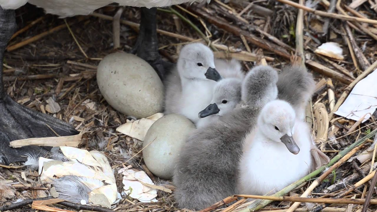 Swan Nest with Just Hatched Cygnets