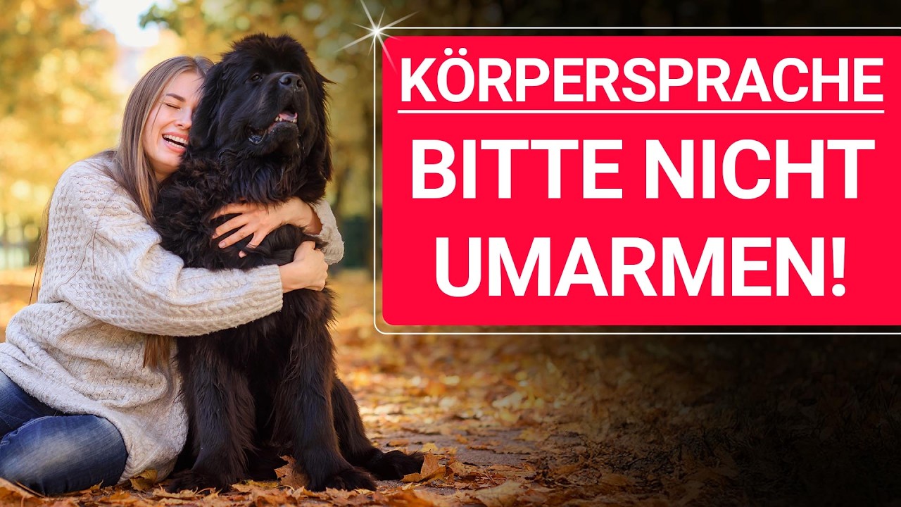 💥🚨🐶 Körpersprache beim Hund 👉 Das meistübersehene Warnsignal!  🐶💥✔️