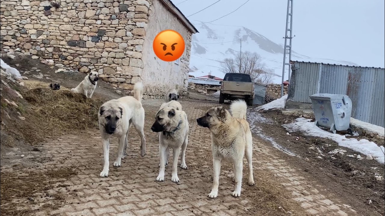 YAKTIN BİZİ DOÇKAAA / BU KADARINA DA PES DOĞRUSU / AMA KORKULACAK BİR ŞEY YOK !