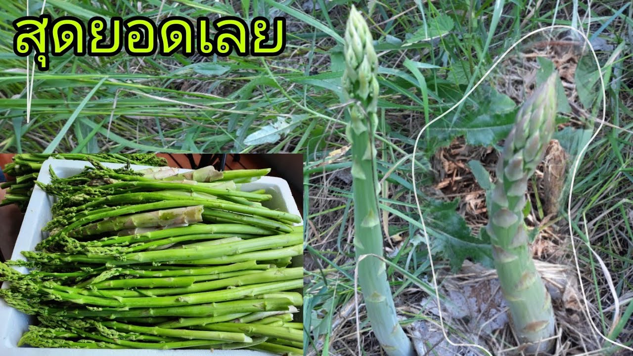 Asparagus⁉️เก็บหน่อไม้ฝรั่งป่าฟินๆๆอีกแล้ว#หน่อไม้ฝรั่ง#เมียฝรั่งคนแปดริ้ว in German