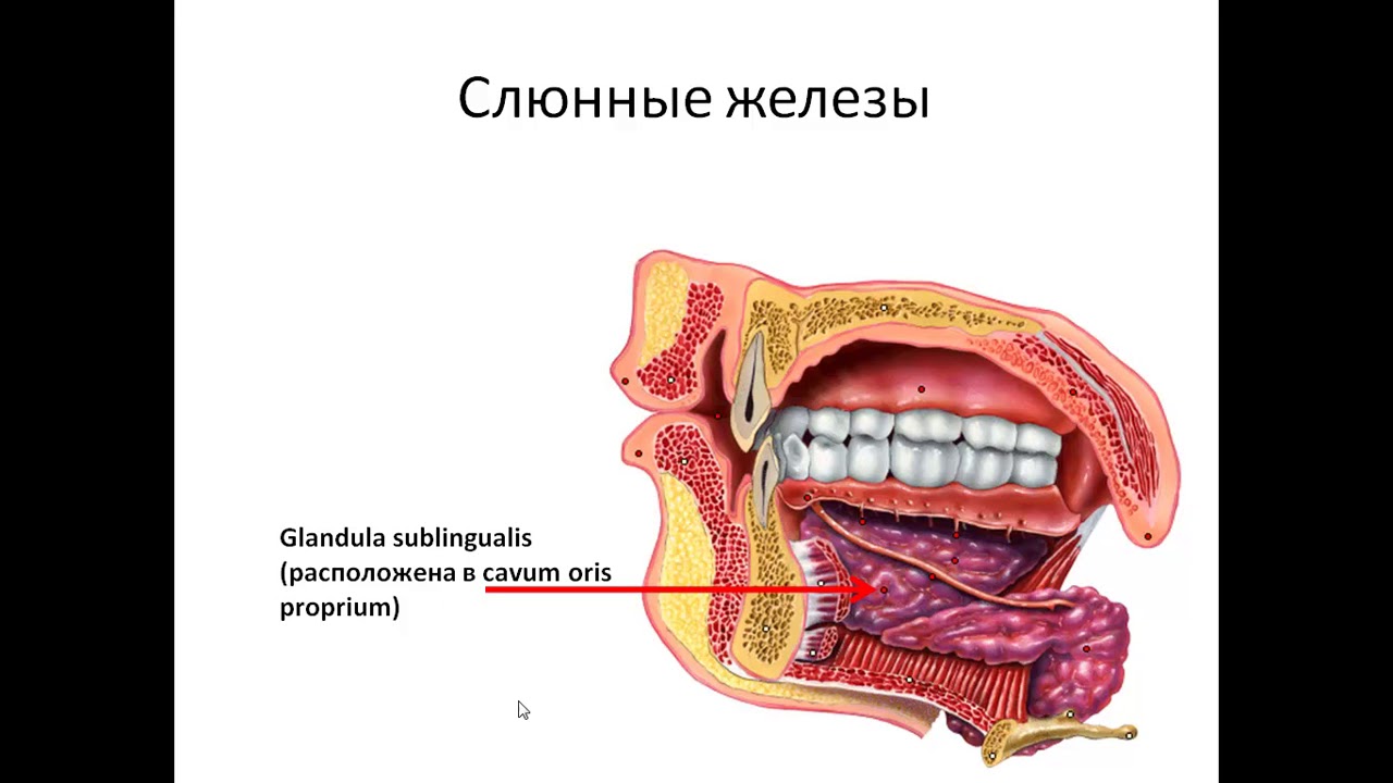 Пищеварительная система. Занятие №1.