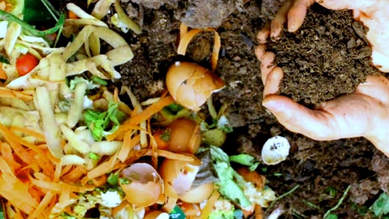 Fertilizantes caseiro que não funciona fique esperto #fertilizantecaseiro #