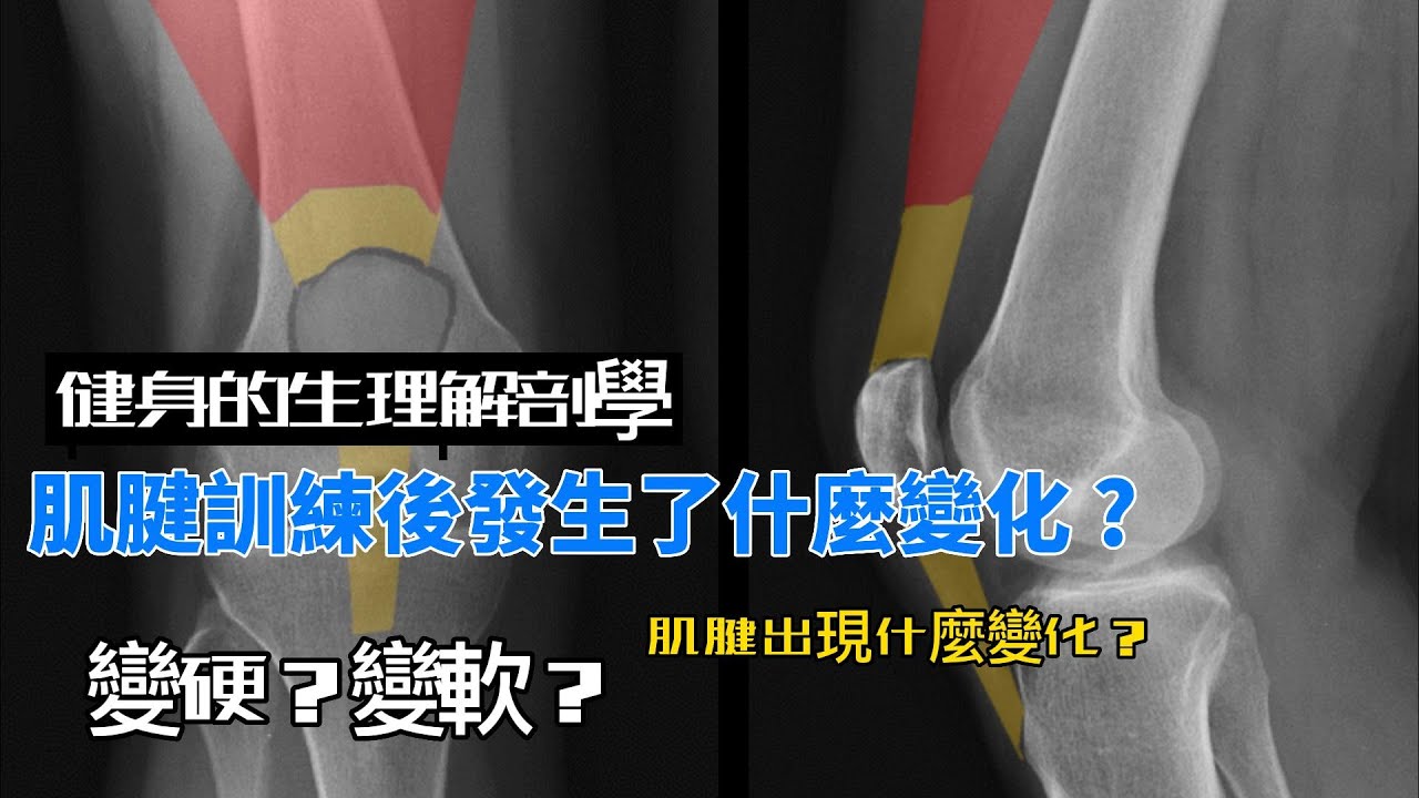 你知道肌腱訓練後究竟發生了什麼變化嗎？