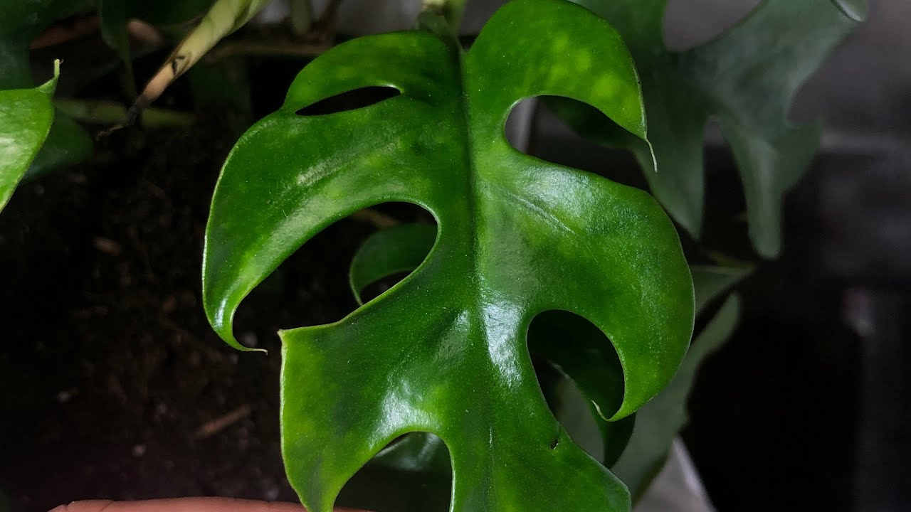 Mosaic Virus: How I Almost Killed My Entire Collection!