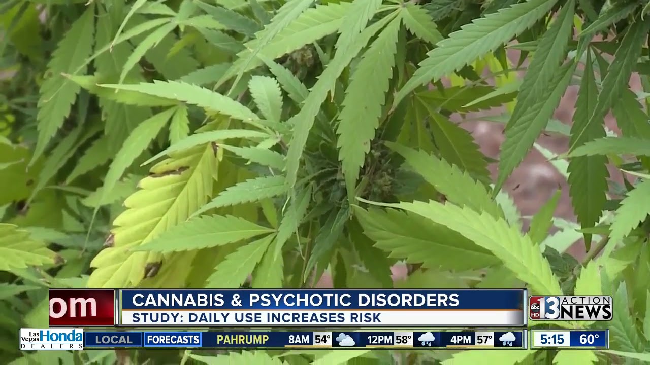 Study: Daily cannabis use increases risk of psychotic disorder