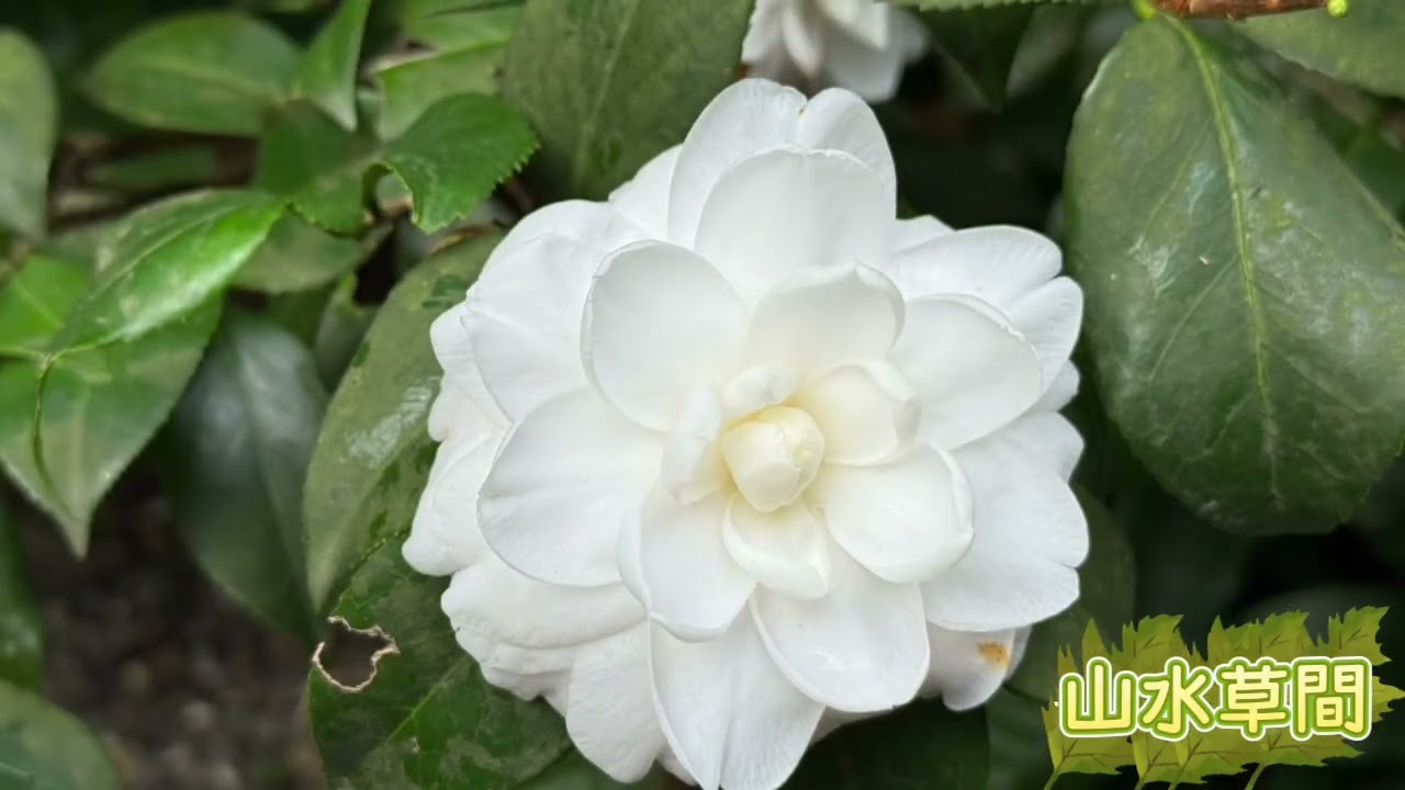 基隆暖暖#山水草間#草本慢活/2026