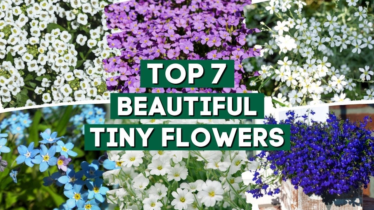 Top 7 Beautiful Tiny Flowers for Your Garden! 🌺🌸🌼 // PlantDo Home & Garden 💚
