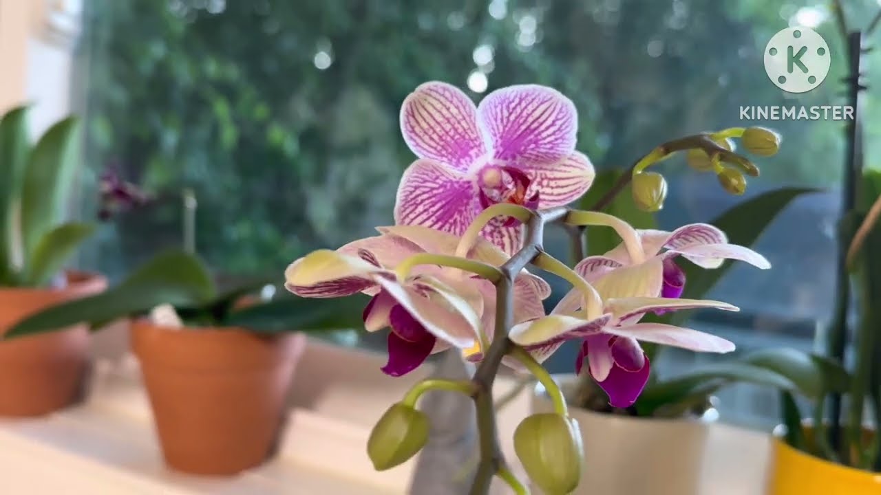 cuidados de orquídeas para principiantes