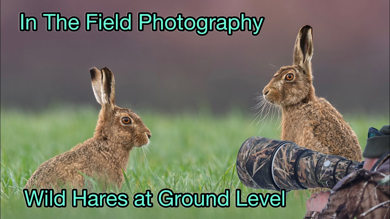 In The Field Photography - Wild Hares at ground level