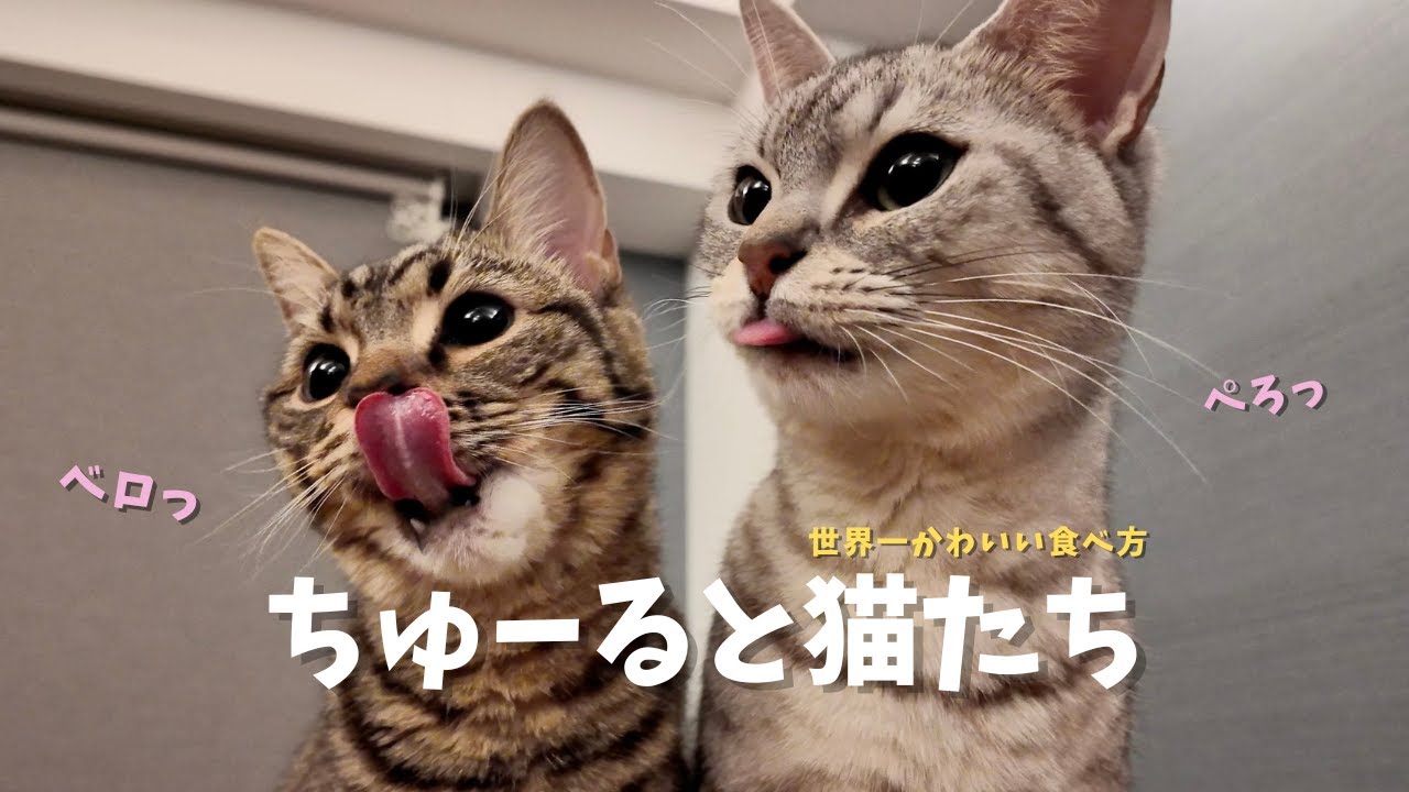 【悶絶】世界一かわいい「ちゅーる」の食べ方。#cat #猫