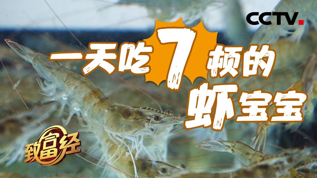 新人有奇招！90后小伙靠小小虾苗年入80,000,000 缔造行业传说 | CCTV「致富经」20200810